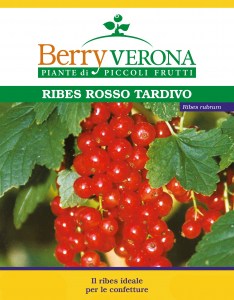 Ribes rosso tardivo Berry verona